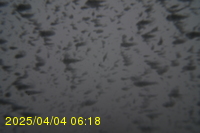 Img20250404_061811.jpg