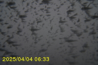 Img20250404_063311.jpg